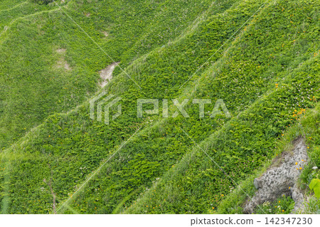 Japan, Shakotan Town, Cape Kamui: A dramatic, steep slope covered in bamboo grass. Japan, Shakotan Town, Cape Kamui: A dramatic, steep slope covered in bamboo grass. 142347230
