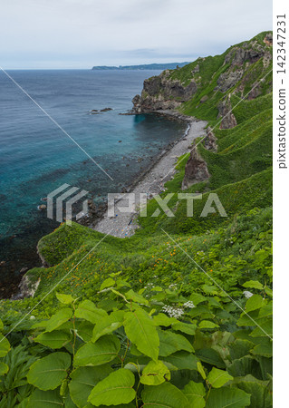 Japan, Shakotan Town, Hokkaido: The beautiful coastline and crystal-clear sea of Cape Kamui, viewed through lush summer wildflowers. Japan, Shakotan Town, Hokkaido: The beautiful coastline and crystal-clear sea of Cape Kamui, viewed through lush summer wildflowers. 142347231