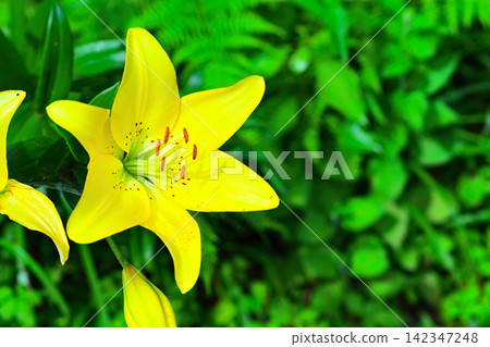 Lily (yellow flower) Lily (yellow flower) 142347248