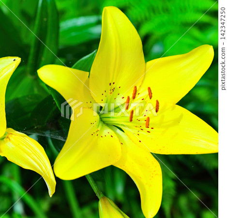 百合(黃花) 百合(黃花) 142347250