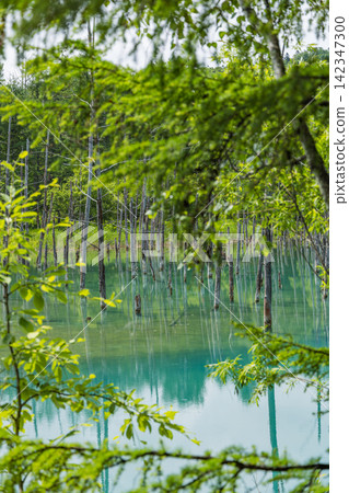 Japan, Hokkaido, Shirogane, Biei Town: The cobalt blue Blue Pond and dead larch trees that shine in early summer. Japan, Hokkaido, Shirogane, Biei Town: The cobalt blue Blue Pond and dead larch trees that shine in early summer. 142347300
