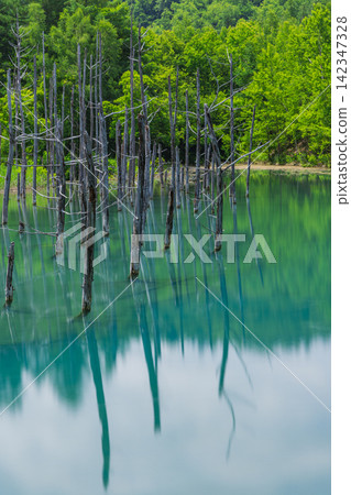 日本,北海道,美瑛町,白金:初夏時節,鈷藍色的藍池和枯死的落葉松閃耀著光芒。 日本,北海道,美瑛町,白金:初夏時節,鈷藍色的藍池和枯死的落葉松閃耀著光芒。 142347328