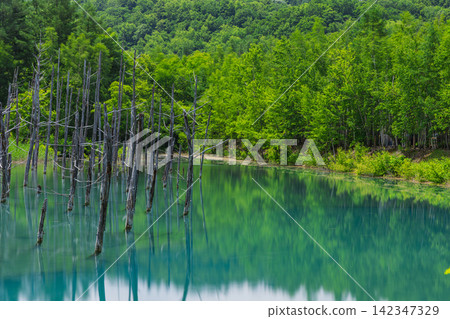 Japan, Hokkaido, Shirogane, Biei Town: The cobalt blue Blue Pond and dead larch trees that shine in early summer. Japan, Hokkaido, Shirogane, Biei Town: The cobalt blue Blue Pond and dead larch trees that shine in early summer. 142347329
