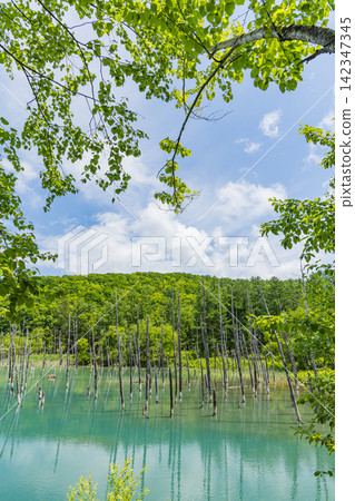 日本,北海道,美瑛町,白金:初夏時節,鈷藍色的藍池和枯死的落葉松閃耀著光芒。 日本,北海道,美瑛町,白金:初夏時節,鈷藍色的藍池和枯死的落葉松閃耀著光芒。 142347345