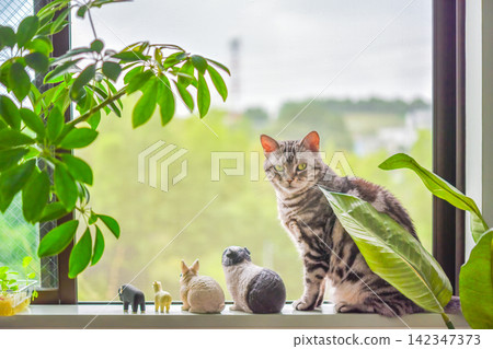 A cat relaxing by the window, surrounded by miniature animals. A cat relaxing by the window, surrounded by miniature animals. 142347373
