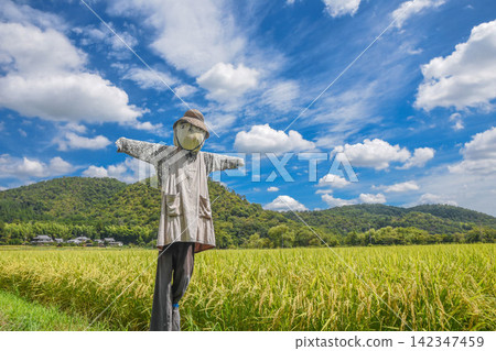 Rural imagery, a landscape with scarecrows 142347459