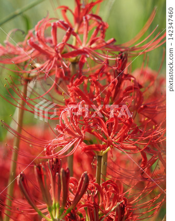Red spider lily (Lycoris radiata) Red spider lily (Lycoris radiata) 142347460