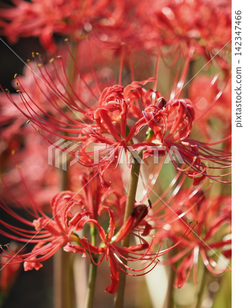 Red spider lily (Lycoris radiata) Red spider lily (Lycoris radiata) 142347466