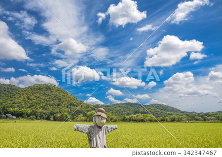 鄉村景象，稻草人遍佈的風景 142347467