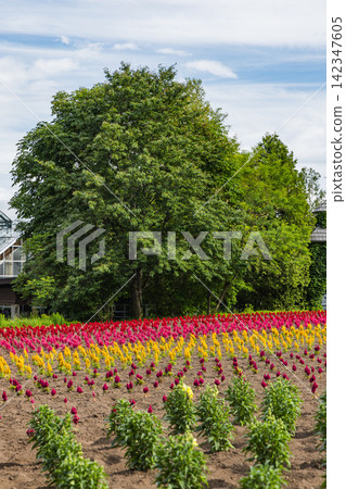 A vibrant field of celosia flowers and large trees spread across Farm Tomita in Nakafurano Town, Hokkaido, Japan. 142347605