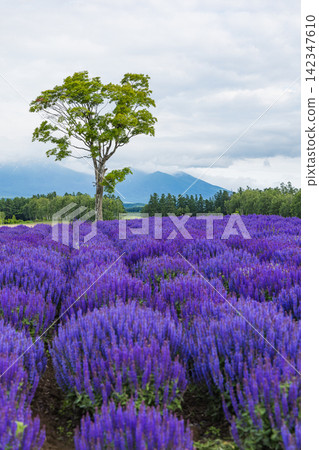 A magnificent field of purple flowers and a single tree standing on the hillside at Shikisai-no-Oka in Biei, Hokkaido, Japan. 142347610