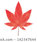 A watercolor-style illustration of bright red maple leaves. 142347644