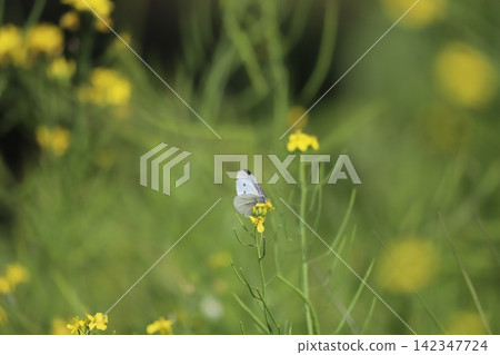 Monstrochium that stops at rape blossoms Monstrochium that stops at rape blossoms 142347724