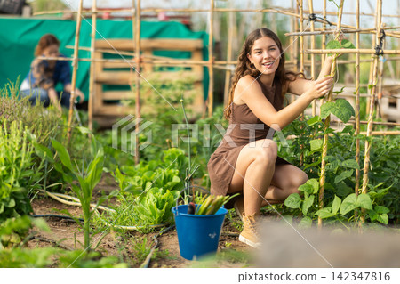 Smiling young girl in dress tending legumes in garden Smiling young girl in dress tending legumes in garden 142347816