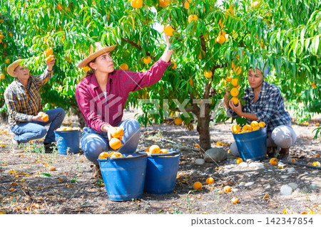 Workers harvesting peaches 142347854