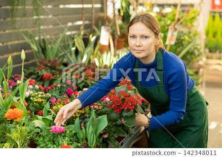 Woman inspects kalanchoe flowers for injury in pots Woman inspects kalanchoe flowers for injury in pots 142348011