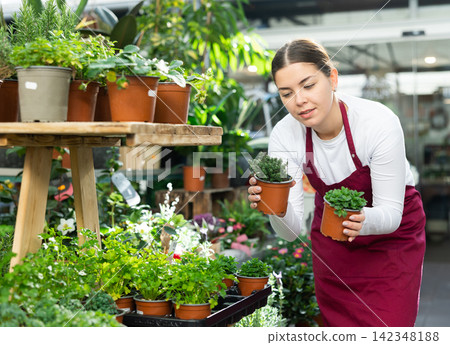 Woman seller holding peppermint and thyme in flower shop Woman seller holding peppermint and thyme in flower shop 142348188