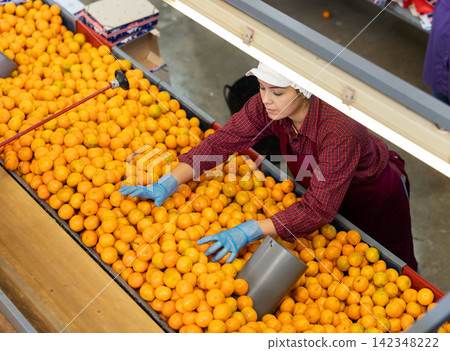 Young positive cheerful woman worker in colored uniform sorts fresh ripe mandarins in packing plant. Top view. Young positive cheerful woman worker in colored uniform sorts fresh ripe mandarins in packing plant. Top view. 142348222