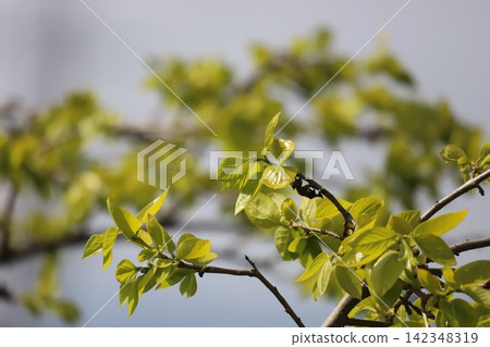 Young leaves of a persimmon tree 142348319