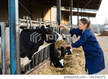 Female farmer feeding cows in farm Female farmer feeding cows in farm 142348375