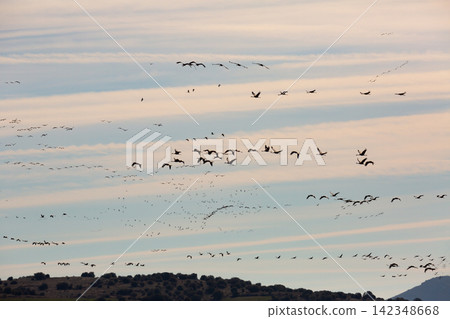 Group of common cranes (Grus) flying in Laguna de Gallocanta Group of common cranes (Grus) flying in Laguna de Gallocanta 142348668