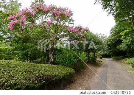 夏日的霞公園 夏日的霞公園 142348755