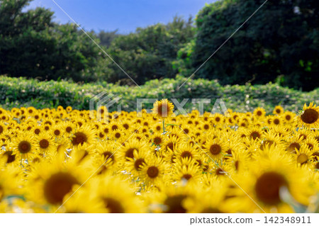 夏天有向日葵的風景 夏天有向日葵的風景 142348911