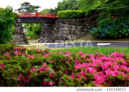 神奈川縣:繡球花和杜鵑花盛開,小田原城主圍牆東側護城河畔還有鳶尾花園。 神奈川縣:繡球花和杜鵑花盛開,小田原城主圍牆東側護城河畔還有鳶尾花園。 142349011