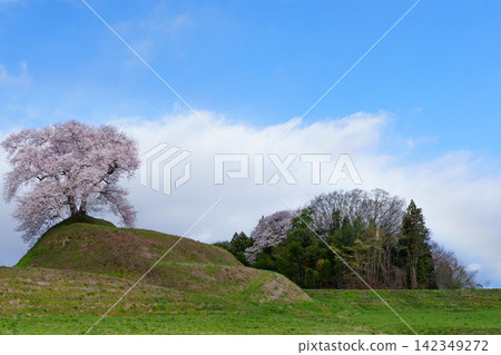 [Fukushima Cherry Blossoms] Cherry blossoms at Hiradodan in Kita-Narita district_03 142349272