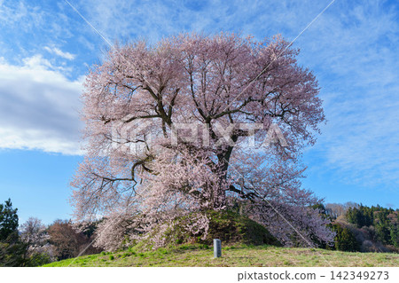[福島櫻花] 北成田平田壇的櫻花_04 142349273