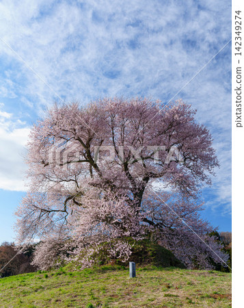[Fukushima Cherry Blossoms] Cherry blossoms at Hiradodan in Kita-Narita district_05 142349274
