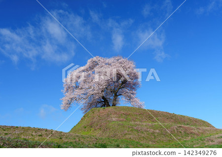 [Fukushima Cherry Blossoms] Cherry blossoms at Hiradodan in Kita-Narita district_07 142349276