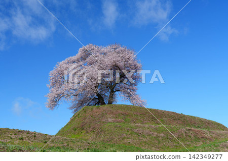[Fukushima Cherry Blossoms] Cherry blossoms at Hiradodan in Kita-Narita district_08 142349277
