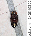 Dead cockroaches before laying eggs 142349300