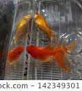 Goldfish and dead goldfish 142349301