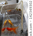 Goldfish and dead goldfish 142349302