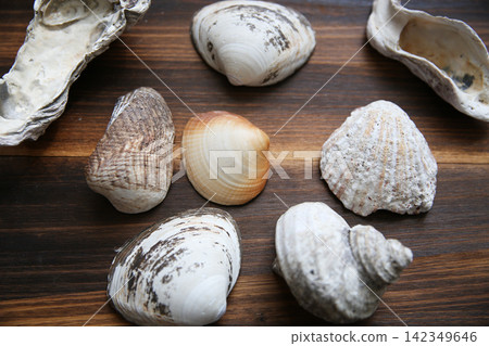 Shells, sea glass, and coral on a wooden board Shells, sea glass, and coral on a wooden board 142349646