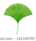 Watercolor-style illustration of green ginkgo leaves 142349787