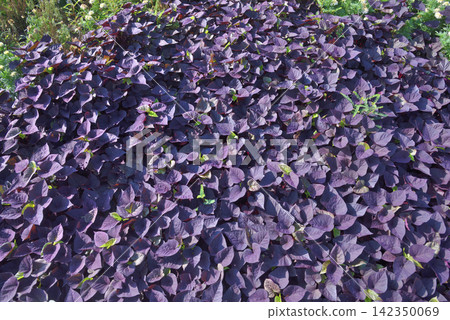 Colorful Ipomoea leaves Colorful Ipomoea leaves 142350069