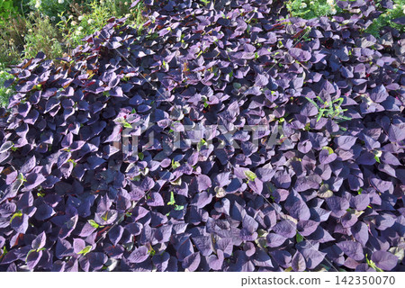 Colorful Ipomoea leaves Colorful Ipomoea leaves 142350070