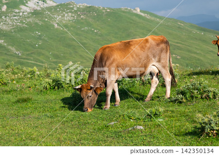Brown cow grazing on a green mountain pasture Brown cow grazing on a green mountain pasture 142350134