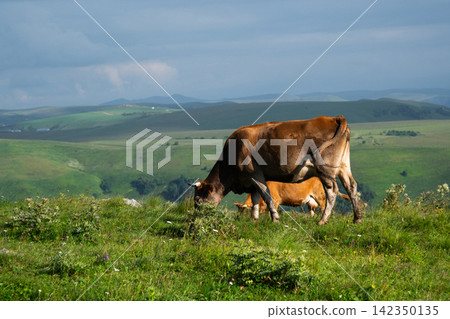 Brown cows grazing on a green hillside meadow Brown cows grazing on a green hillside meadow 142350135