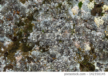 Close-up of multicolored lichens and mosses on rock surface 142350145
