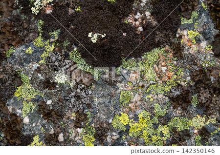 Close up of colorful lichens and moss on rock surface Close up of colorful lichens and moss on rock surface 142350146
