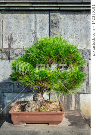 Jeju Island's beautiful bonsai park Jeju Island's beautiful bonsai park 142350191