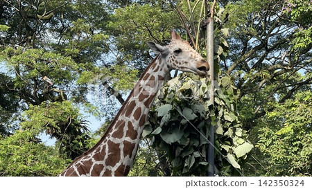 Giraffe Feeding on Suspended Leaves in Zoo Enclosure Giraffe Feeding on Suspended Leaves in Zoo Enclosure 142350324