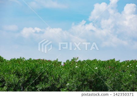 Oleander and the summer sky Oleander and the summer sky 142350371