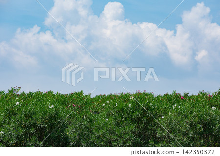 Oleander and the summer sky Oleander and the summer sky 142350372