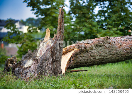 Broken Pine Tree Trunk Lying on Grassy Ground After Severe Wind Storm Damage Broken Pine Tree Trunk Lying on Grassy Ground After Severe Wind Storm Damage 142350405