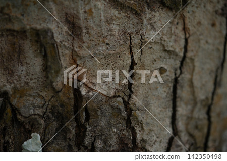 Cracked tree bark background. Biological carbon capture and storage. Climate change mitigation and sustainable ecosystem. Natural carbon sequestration within tree biomass for decarbonization. Cracked tree bark background. Biological carbon capture and storage. Climate change mitigation and sustainable ecosystem. Natural carbon sequestration within tree biomass for decarbonization. 142350498